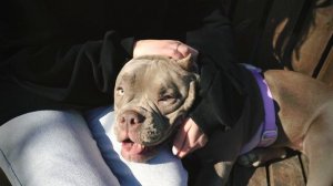 Sony ZV-E10 Kit 16-50 mm (4K Video Test American Bully)