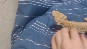 видео про бородатых агам 🥰😊