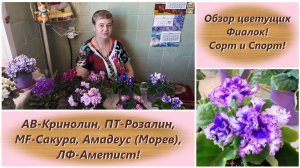Обзор цветущих Фиалок! Сорт и Спорт!