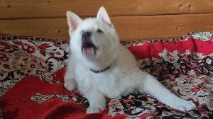 Сегодня чуть позже