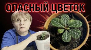 ЯДОВИТЫЙ МОЛОЧАЙ: Моя ошибка стоила мне отека глаз! 😱 Пересадка Эуфорбии