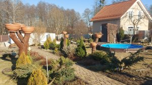 Сняла притеняющие укрытия 🌲🌞Не все хвойные растения хорошо перезимовали😔