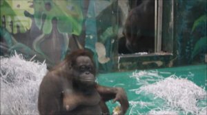 Орангутан Мишель спустилась с дочкой вниз за вкусными яблоками 05.03.2026