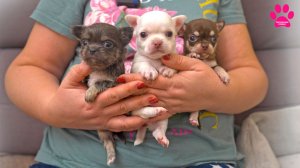 Щенки ЧИХУАХУА, которые СУПЕР!