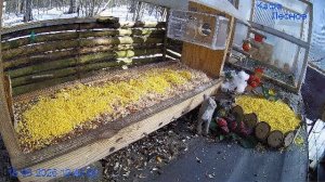 🔴 24 LIVE Главная Кормушка