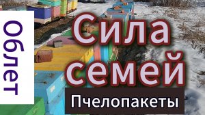 Облет пчел, первая ревизия, беглый осмотр пчел #пчеловодство #пчелы #природа