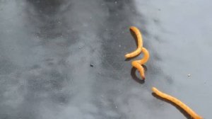 Вредители огорода и сада. Проволочник, кто ест лилии