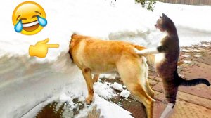 10 МИНУТ СМЕХА | ЛУЧШИЕ ПРИКОЛЫ С ЖИВОТНЫМИ | ПРО ЖИВОТНЫХ | СМЕШНЫЕ ЖИВОТНЫЕ