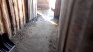 Дерутся петухи🔥🐓🐓