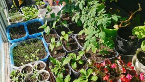 Сею томаты на рассаду после 20 марта устойчивые к кладоспориозу и урожайные!