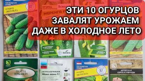 10 ОГУРЦОВ, которые завалят вас урожаем даже в холодное лето 🥒🌱