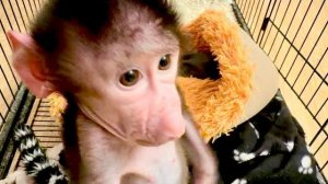 Николь целый день сидит у меня на голове и только к вечеру уговариваю ее спать в вольере😘