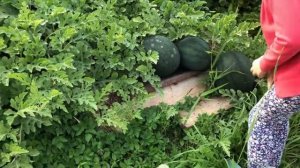 ВОГОРОДЕ в гостях СЕНТЯБРЬ ПОДМОСКОВЬЕ  ОБЗОР