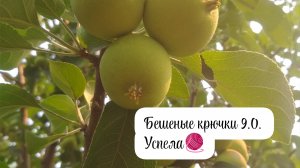 Бешеные крючки 9.0. Вязальная активность. Отчет 1. Успела связать)))