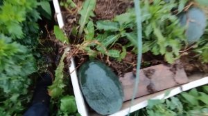 Вырастить арбузы под Москвой-посадил и забыл