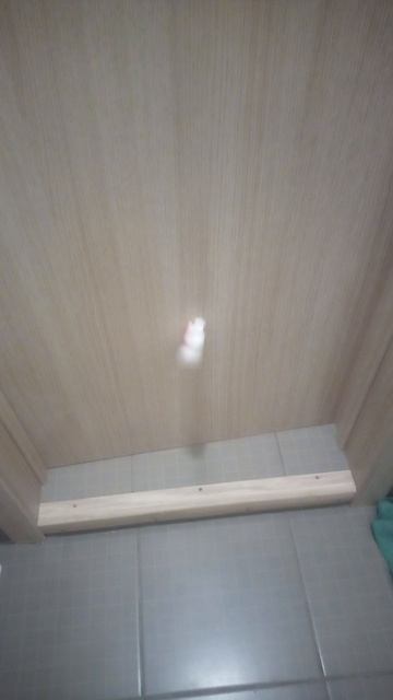 я бросаю супер липкую табалапку