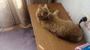 Рыжий баловень