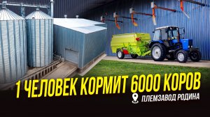 Молока больше, ручного труда - меньше | Племзавод  Родина | Кормоцех на ферме | Кормление коров