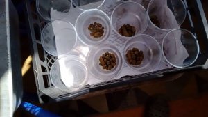 Лёгкая пикировка томатов.