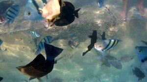 Кто мы для обитателей моря? Действительно ли они не могут без нас? Смотрим😉