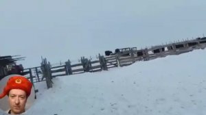 Коров убивают с конкретной целью. Вот что удалось выяснить, вы будете в шоке. Почему сжигают скотину