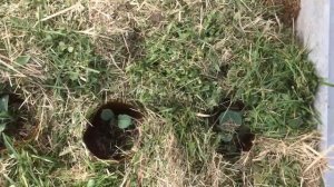 ВЫРАЩИВАНИЕ ЦВЕТНОЙ КАПУСТЫ ОТ СЕМЯН ДО УРОЖАЯ