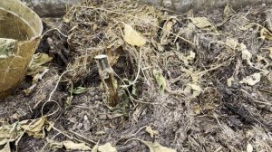 ВСЁ о СИДЕРАТАХ для новичков