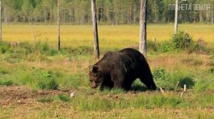 Дедушка Леший - Зов предков