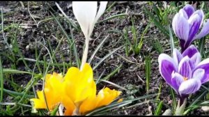 Анатолий Кулагин - Весенний Рассвет