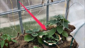 Всё о рассаде огурцов. Как выращивать