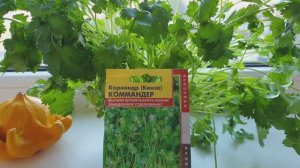 Огород в квартире. Кинза. Букетный способ выращивания.