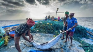 На четырнадцатый день мы остались в открытом море и поймали много рыбы