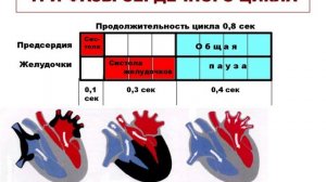 Лекция - 7-2 - Обследование сердечно-сосудистой системы у детей