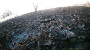 Тесты фотоловушки: кольчатая горлица