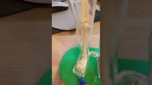 Как устроен человек