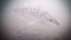 Подводный мир Рузского водохранилища