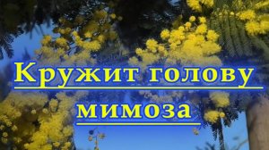 Кружит голову мимоза...Песня о любви ... ASLAN