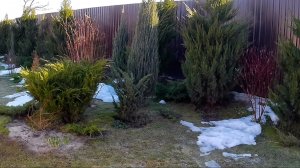 МОЖЖЕВЕЛЬНИКИ ПОСЛЕ СУРОВОЙ ЗИМЫ. 15.03.2026г.