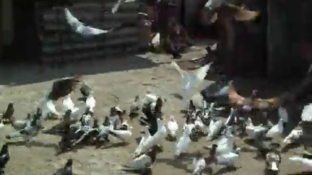 Голуби в кубанской станице