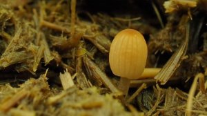 Как растут грибы. Parasola misera