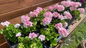 Уход за пеларгониями.