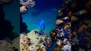 Фотозарисовки на рифе! Park Regency Sharm El Sheikh Resort!