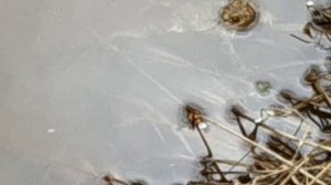 Царевна Лягушка 🐸. Окружающий мир и Нина на 200.часть2-я.