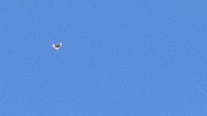 Николаевские голуби