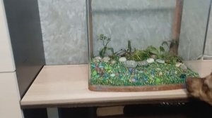 Запускаю новый аквариум часть 1.