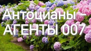 Антоцианы - наши агенты. Как покрасить крупнолистную гортензию.