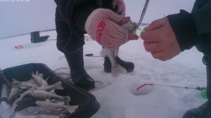 натягал Берша на тюльку!полные санки