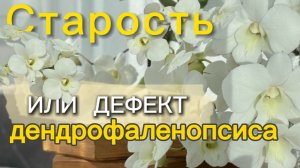 Старость или дефект дендрофаленопсиса🌸