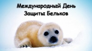 #БАЙКАЛ: защитим детëнышей нерпы #природоохрана