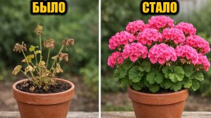 1 Капля и любой домашний цветок зацветёт пышной шапкой! Даже сухой цветок позеленеет!